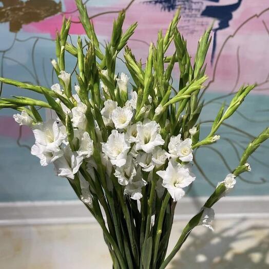 Bouquet of white gladioli