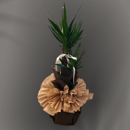 2li Yucca Massengena