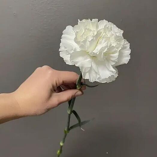 White carnation (dianthus)