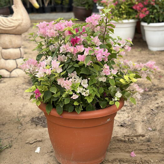 Bougainvillea Glabra Big