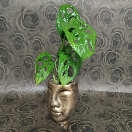 Monstera Monkey con maceta de cara