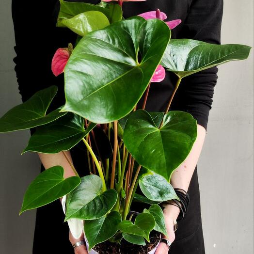 Антуриум Кавалли (Anthurium Cavalli) D14см
