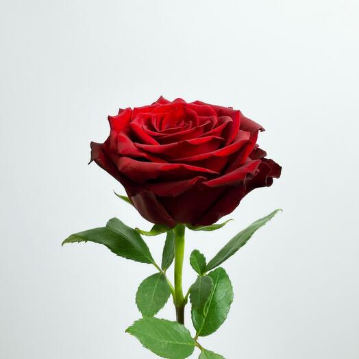 Роза красная (70см)