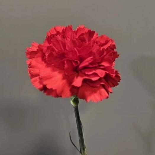 FLOWERSSTAV 