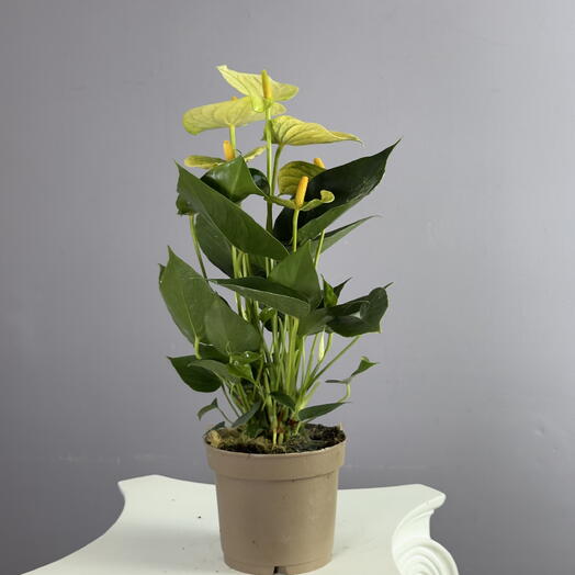 vip flower