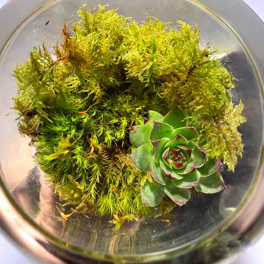  MossLaB