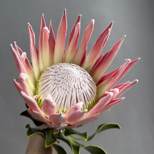 Sweet Flowers