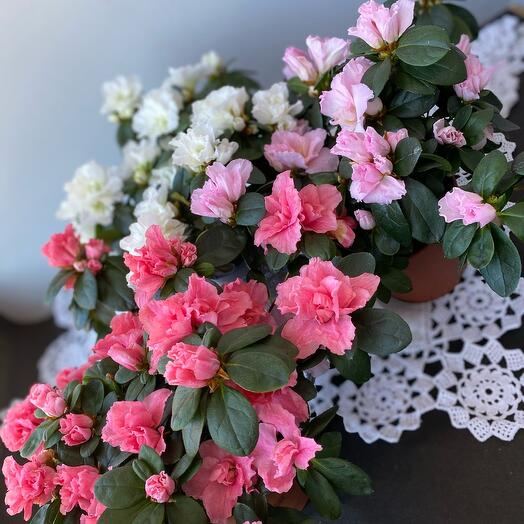 Азалия цвет микс