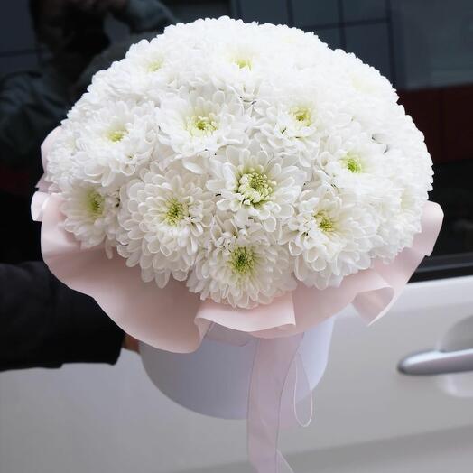 Chrysanthemum "Altai" in a box