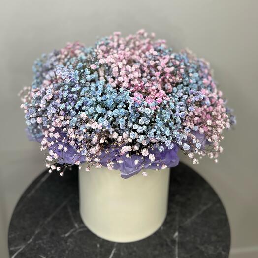 Gypsophila in a box