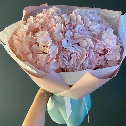 Hydrangea