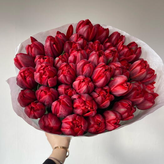 Tulips red 49 stems