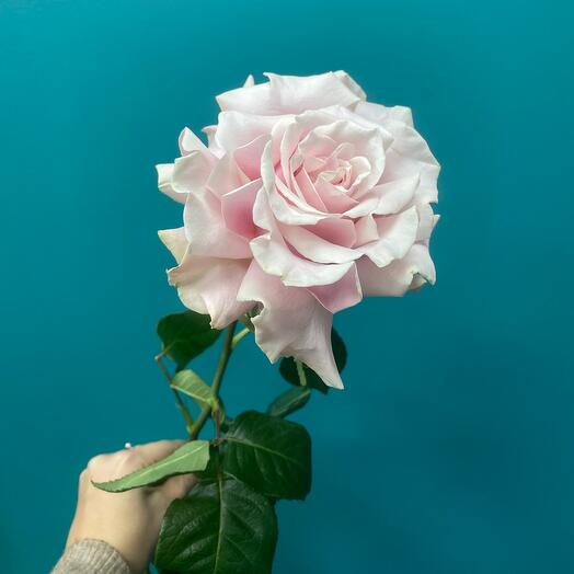 FloraLi