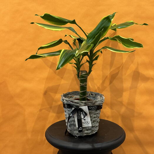 Dracena