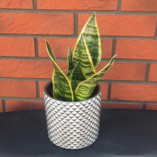 Сансеверия