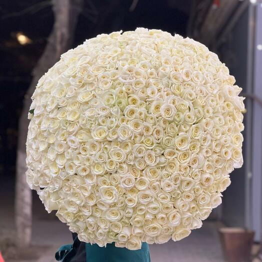 401 holland Roses N-016