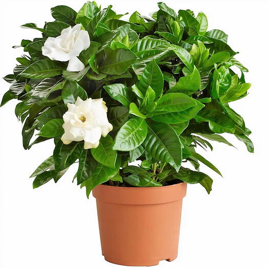 Gardenia Jasminoides Cape Jasmine