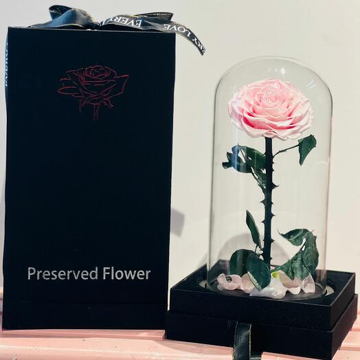 Preserved Pink Rose