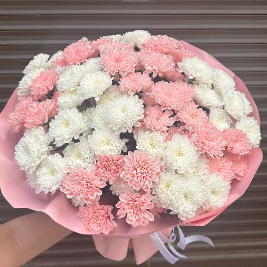 15 хризантем кустовых бело-розовых 🌸