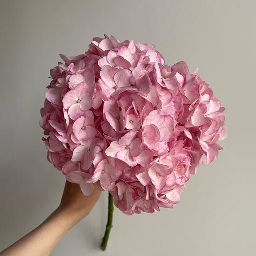 Гортензия Loma Linda