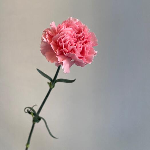 Диантус розовый