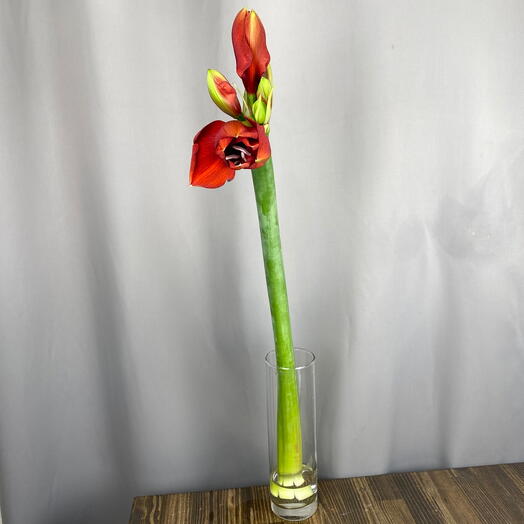 Growflowers