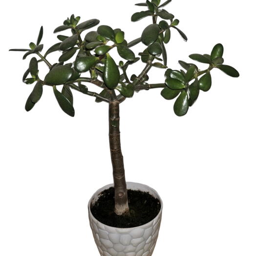 Floksi