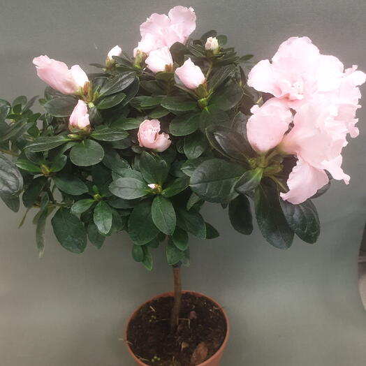 VL FLOWERS