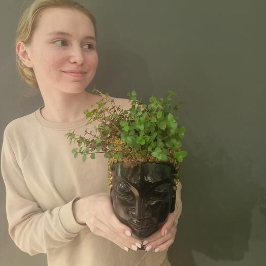 Комнатное растение традесканция