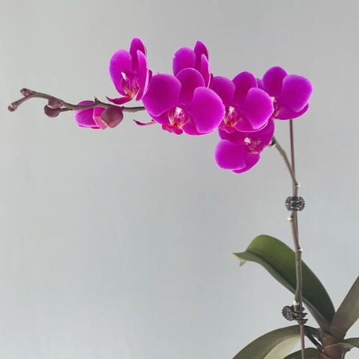 Purple Orchid single stem