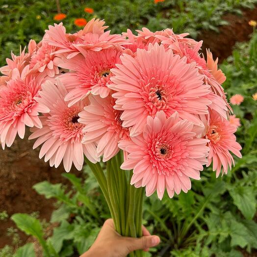 21 Pink Gerbera