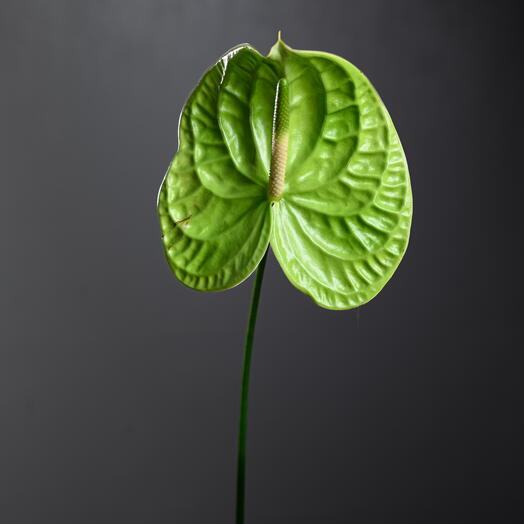 Green Anthurium (Flamingo Flower)