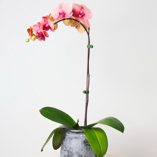 Phalaenopsis Peach