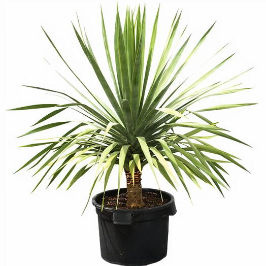 Dracaena Draco 1PP (Canary Islands Dragon Tree/Drago)