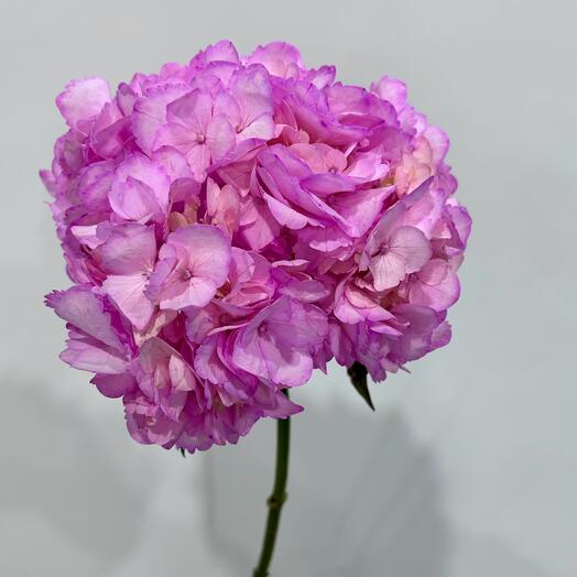 Morning flowers 
