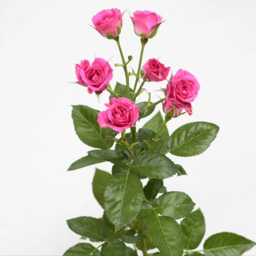  Flowers for you