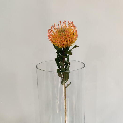 Cvety Blumen