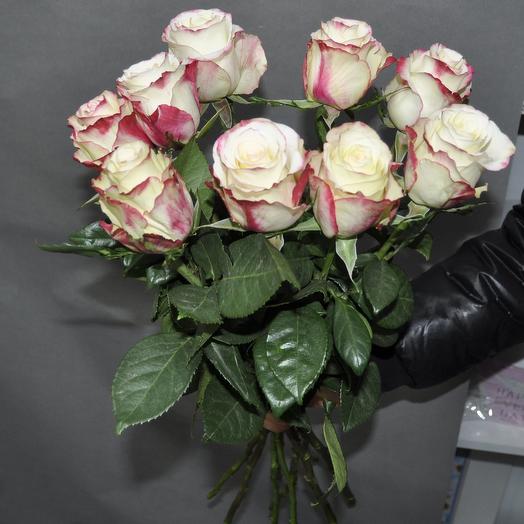 Rosas Sweetnes (Sweetnes) 60 cm.