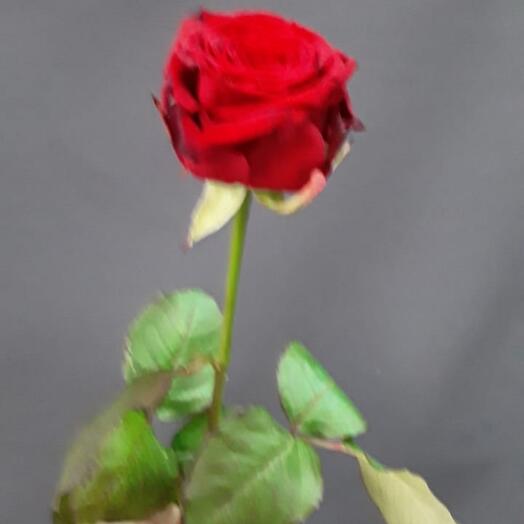 Maxflora buket TC Antey