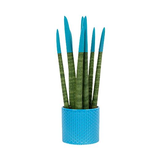 Mavi desenli saksıda mavi sansevieria