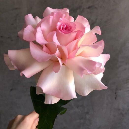 Florist 