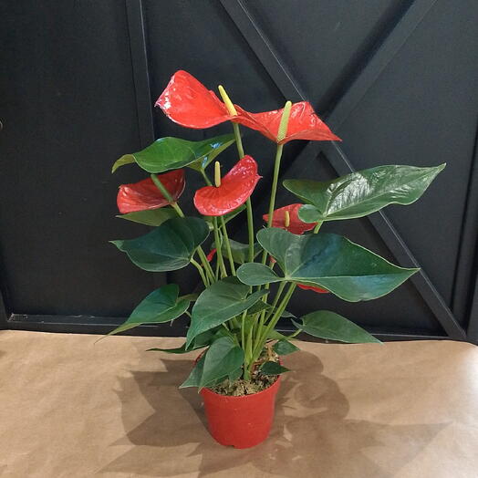 Art_flowers_msk цветы