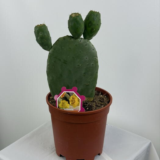 Estetika