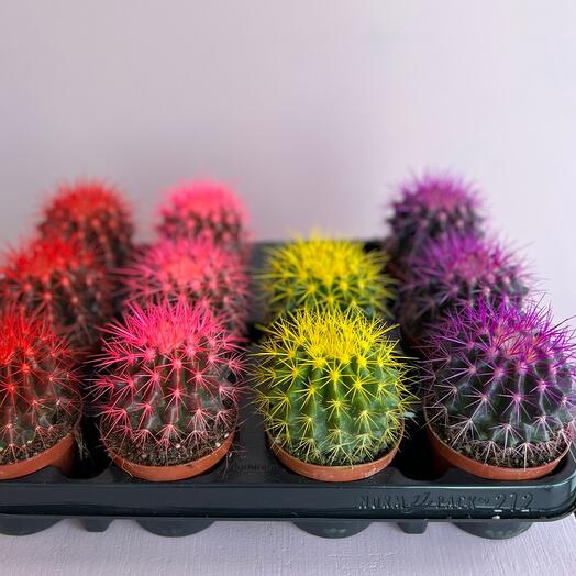 Cactus flowers