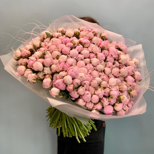Премиум букет из 201 пиона Сара Бернар с воздушной стифой