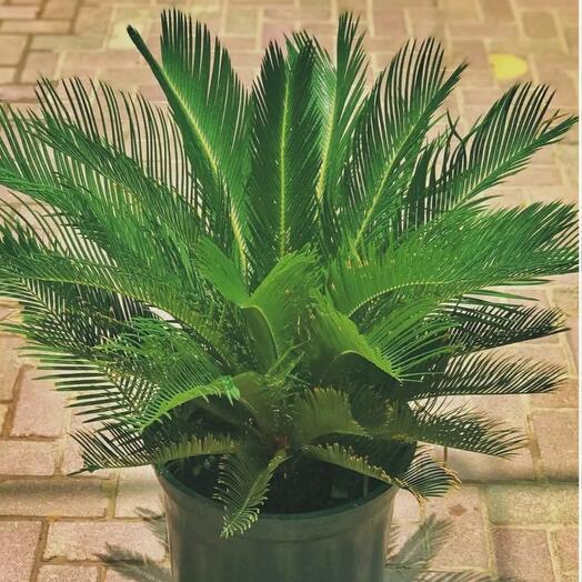 Cycas