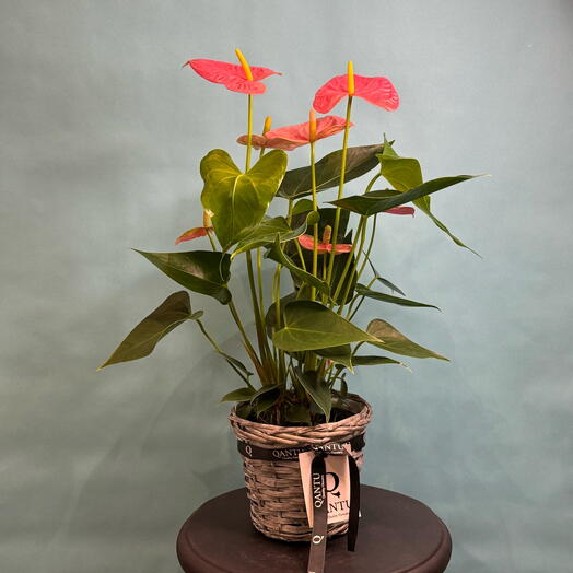 Anthurium rosa pequeno