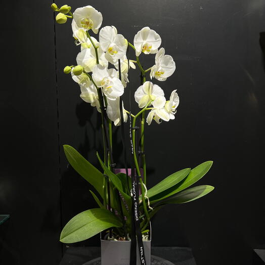 Orquidea Phalaenopsis blanca