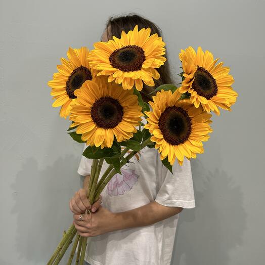 Подсолнухи 🌻