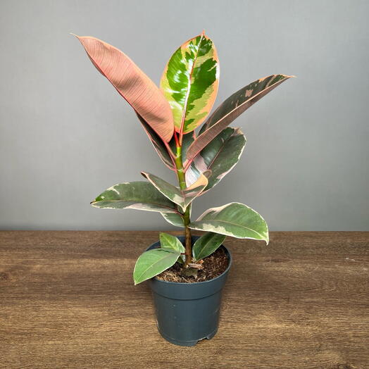 April_Plants